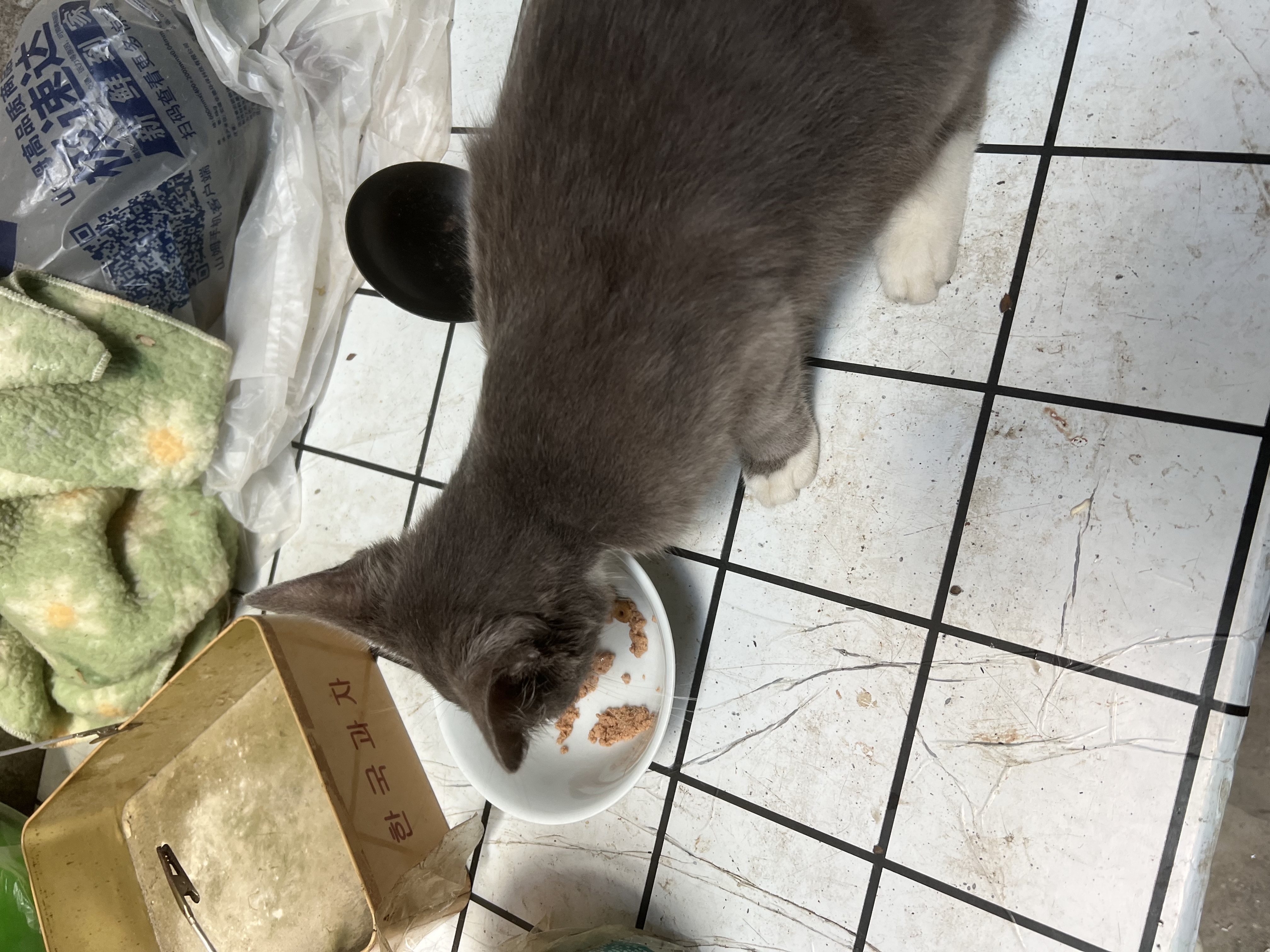 海乐妙猫咪体内驱虫药2-8kg（一片装）成猫打虫药防治寄生虫猫用 实拍图