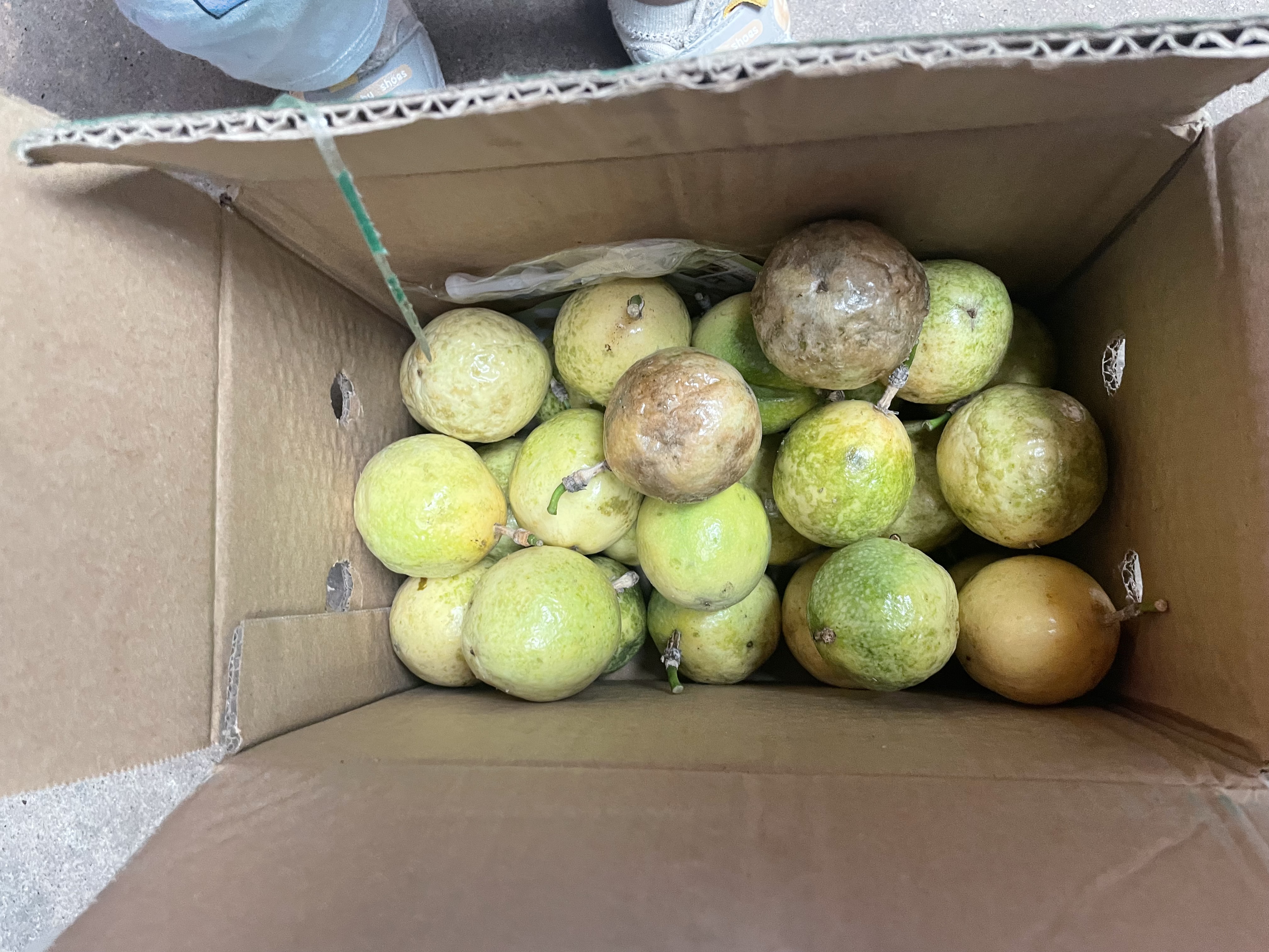 京喜加广西钦蜜9号黄金百香果青果发货当季新鲜大果黄皮果奶茶店水果 【中果3斤 】约17-25个 实拍图