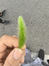 蒙牛特仑苏脱脂纯牛奶250ml*16盒 健身减脂 送礼优选礼盒装 实拍图
