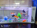 长锐侧滤鱼缸桌面办公室免换水生态水草超白水族箱 K800造景版【长80 宽30 高40】 实拍图