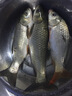 川泽伊豆绑好子线双钩成品鱼钩套装金海夕仕挂鲫鲤鱼翘嘴小鱼钩鳊鱼钩 伊豆45CM【钩2线0.6+钩3线0.8】 各10付【共20付盒装】 实拍图