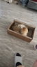 pidan猫抓板 纸盒款 瓦楞纸猫窝耐磨猫玩具 实拍图