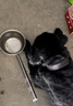 好主人狗粮中大型犬幼犬粮金毛拉布拉多阿拉斯加【囤货装】40斤 实拍图