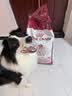 皇家狗粮 成犬狗粮 犬粮 宠物 中型犬 M25 全价犬粮 12月 15KG 实拍图