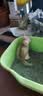 舒腾中华田园小猫咪活体田园猫宠物家养猫咪橘猫幼猫活体土猫狸花猫咪 田园级 橘白 公（幼猫两个月左右） 实拍图