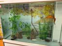 森森（SUNSUN）大型鱼缸底过滤水族箱客厅家用落地玻璃生态金鱼缸 【实时温显+灯控】珍珠白 1米长35cm宽 实拍图