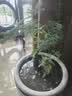 文竹盆栽绿植花卉盆景植物室内客厅水培文松云竹文竹大苗四季常青 小文竹【1颗】原盆原土球发货 高度15-25cm 实拍图