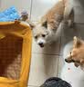 领先犬主食罐120g*6罐鹅肉南瓜西芹配方全阶段全价狗粮罐头湿粮 实拍图