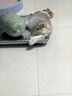 阿柴与猫猫梳子梳毛专用开结去浮毛神器密齿狗狗宠物猫咪排梳子美容小面梳 实拍图
