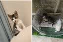 谷登【宠物金选】羊奶粉猫咪专用 0乳糖幼猫小猫孕猫宠物羊奶粉200g 实拍图