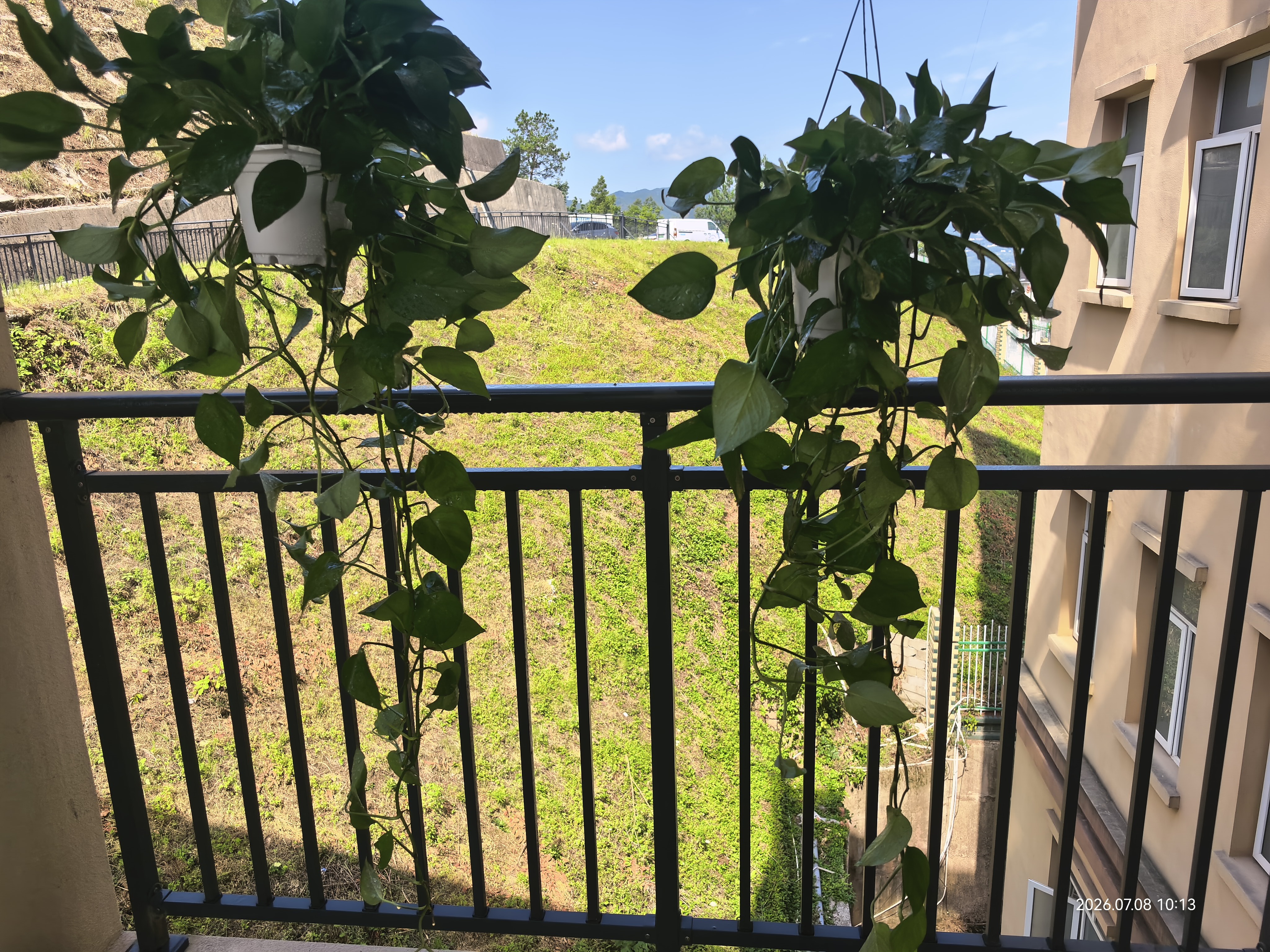 长藤绿萝盆栽室内花卉大叶绿箩水养盆景桌面办公客厅水培垂吊绿植 精品2白盆藤长80cm左右带吸水盆 实拍图