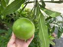 小林制药（KOBAYASHI）厕所用消臭元清新柠檬400ml空气清新剂日本进口香薰芳香剂除臭剂 实拍图