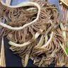 潮夫道冷藏黑千层2斤川渝涮火锅食材麻辣烫冒菜牛毛肚牛百叶固体物60% 实拍图