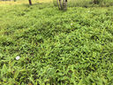 老管家管道疏通啫喱1kg*3强力卫生间厨房下水道疏通剂清洁剂 实拍图
