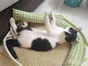 鼎伴3效抗过敏猫粮减少过敏原低敏脱敏全价鼎半成幼猫粮清敏主粮1.5kg 实拍图