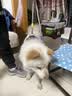 皇家狗粮幼犬奶糕幼犬狗粮宠物小型犬MIS30全价犬粮 ≤2月10KG 实拍图