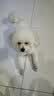 BOTH烘焙狗粮 鸭肉梨 中小型犬 成幼犬粮 狗粮试吃200g 实拍图