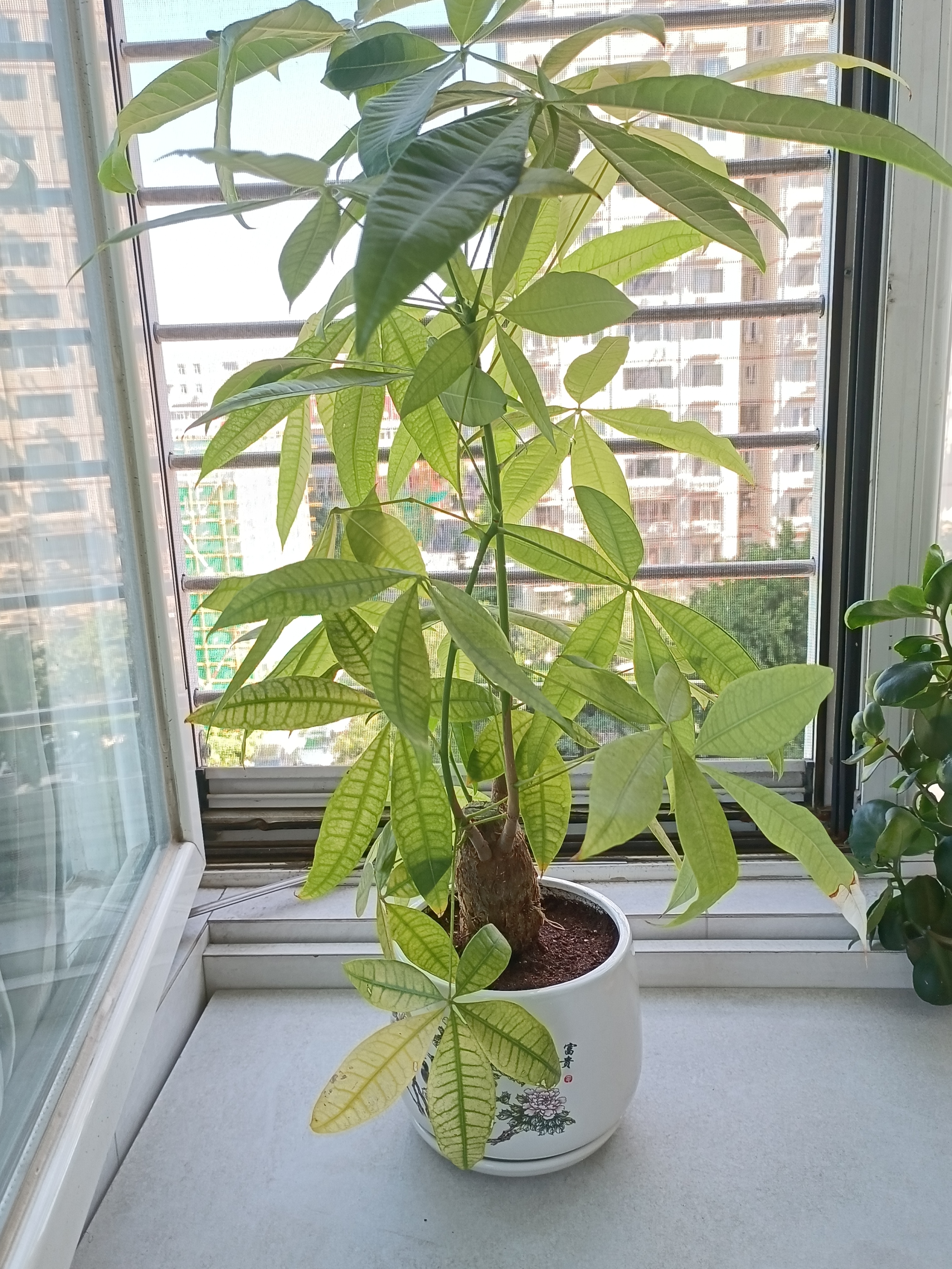 北欧花盆陶瓷白色清仓特价创意个性大号特大号带托盘家用阳台简约 富贵吉祥 大 实拍图