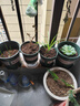 九千谷花盆加仑盆升级款塑料花盆家用园艺种植盆带托盘16*16cm3个装5068 实拍图