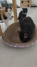 【京东物流】猫抓板磨爪猫窝一体耐磨不掉屑超大号猫玩具猫咪用品 椭圆巨无霸+猫薄荷 实拍图