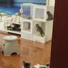 蔻丝猫笼子家用室内猫窝带厕所一体猫别墅四季通用2026新款自营明日达 实拍图