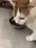 皇家猫粮 室内成猫粮 I27 通用粮 12月以上 4.5KG 实拍图