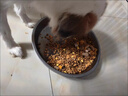 比瑞吉狗粮中大型老年犬优选系列草本冻干枸杞党参浓缩冻干12kg7岁+ 实拍图