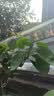 史丹利快速生根粉植物通用树木移栽强力扦插专用500g 实拍图