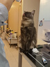 皇家猫粮 幼猫猫粮 幼猫奶糕 K36 通用粮 4-12月 10KG 实拍图