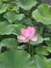 京东京造 菜板 砧案板切菜楠竹家用双面加厚【可立可磨刀】38*26*1.7cm 实拍图