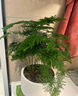 文竹盆栽绿植花卉盆景植物室内客厅水培文松云竹文竹大苗四季常青 文竹【1颗】原盆原土球发货 高度15-25cm 实拍图