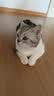皇家猫粮 室内成猫粮 I27 通用粮 12月以上 2KG 实拍图