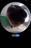小佩智能全自动猫砂盆可视猫厕所MAX PRO2电动铲屎一键换砂开放式隔臭 实拍图