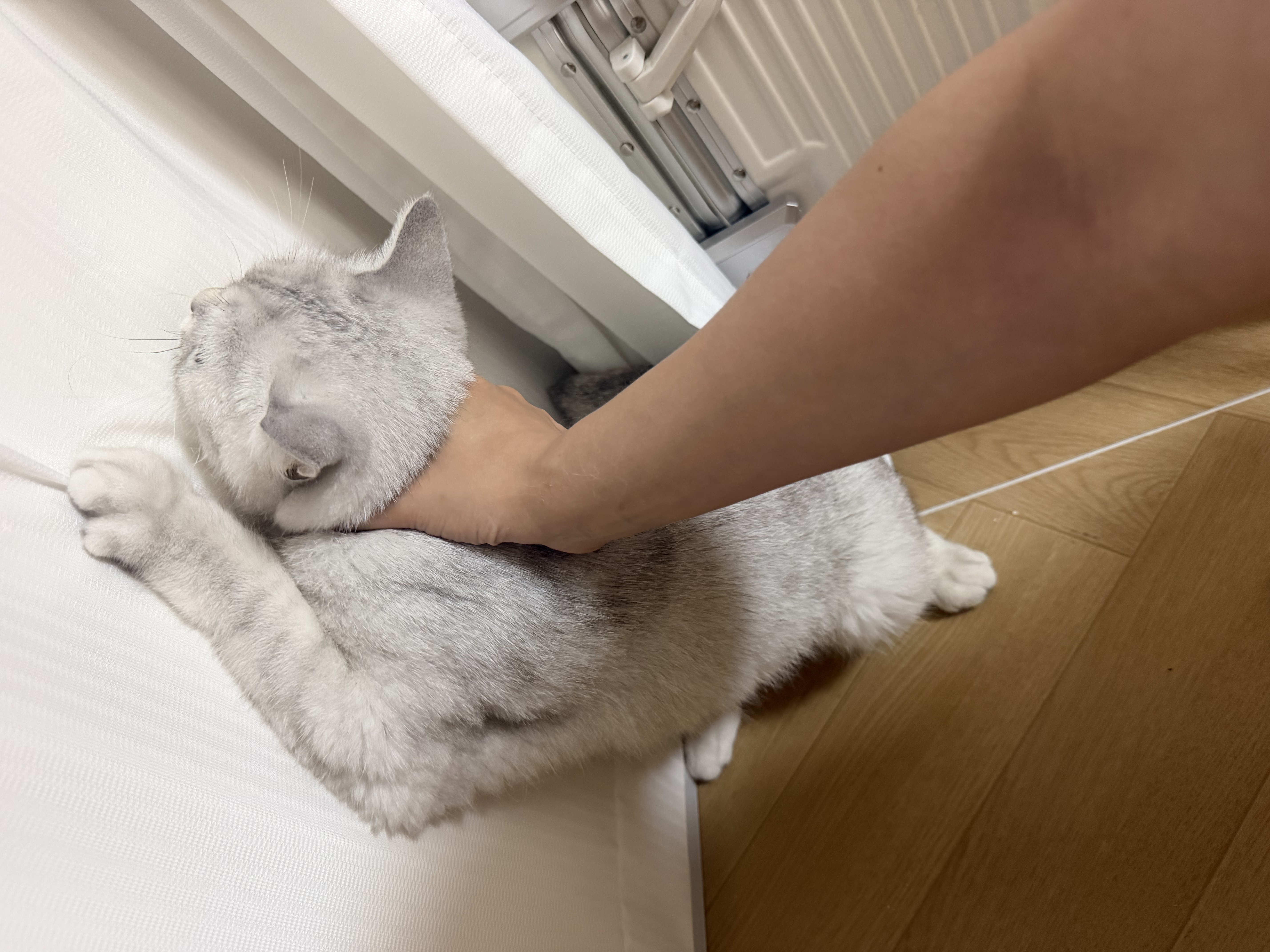 诚实一口小金袋鲜肉全价烘焙猫粮成猫幼猫室内外21天美毛亮毛专研9kg 实拍图