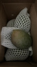 京喜加四川凯特芒大脸芒水果芒果新鲜上市 带箱4斤单果300g 实拍图