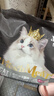 亿迪猫粮冻干幼猫成猫10斤全价英短蓝猫布偶老年猫国产通用全阶段5kg 实拍图