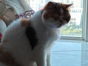 冠能猫粮成猫鸡肉味猫粮60g*3 全价猫粮 稳固免疫 适口性强 实拍图