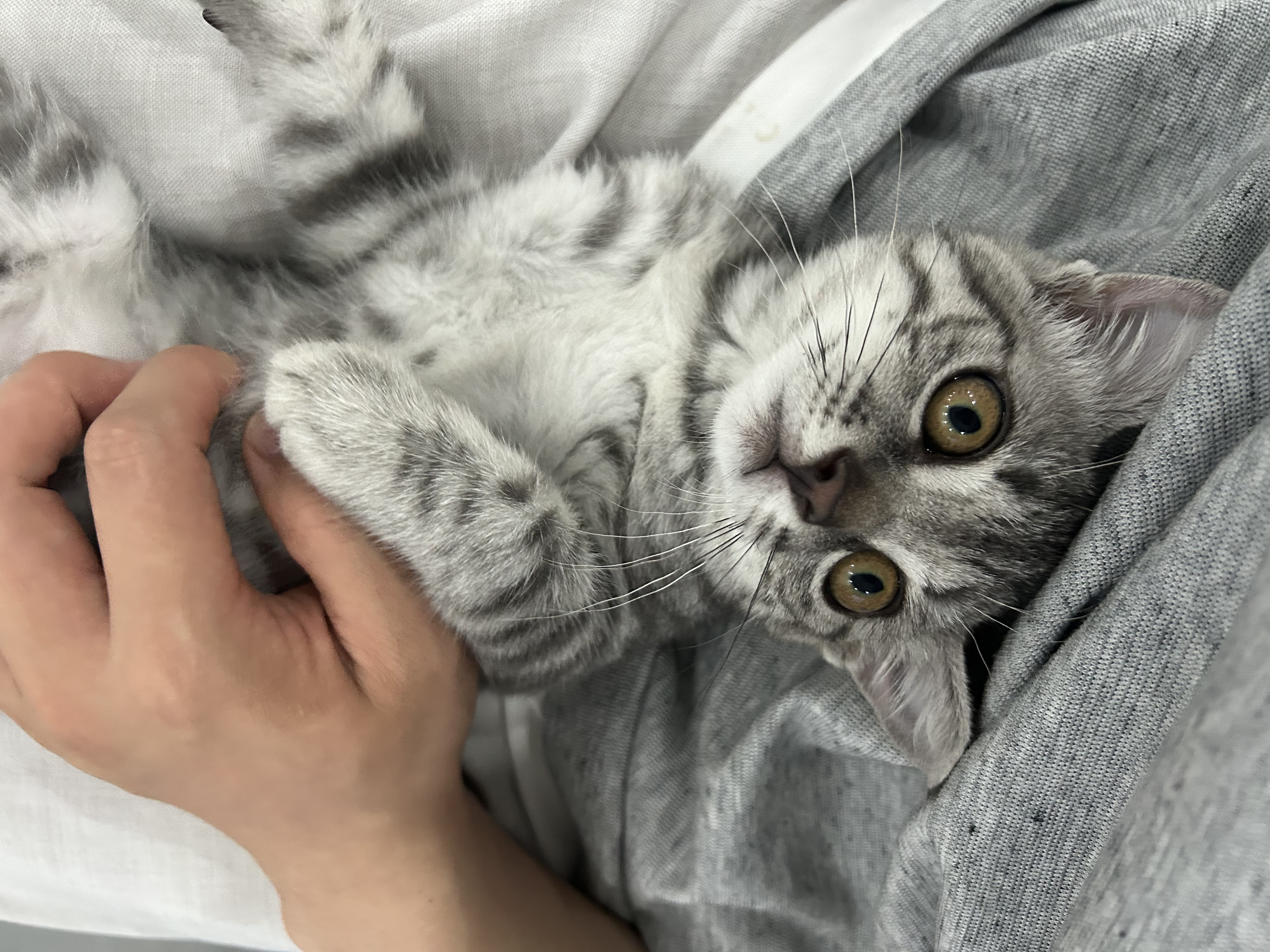 宠物航空箱猫咪空运包猫笼猫包狗狗托运便携车载猫箱子 灰色大号【48*32*30cm】 航空箱 实拍图