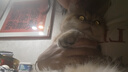 小佩宠物猫碗猫咪斜口碗 双碗15°护颈猫食盆狗碗 不锈钢双食碗 实拍图