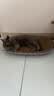【京东物流】猫抓板磨爪猫窝一体耐磨不掉屑超大号猫玩具猫咪用品 椭圆巨无霸+猫薄荷 实拍图