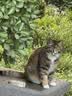欧恩焙加拿大自营猫粮进口幼猫成猫全价无谷烘焙鱼肉味5磅【2.27kg】 实拍图