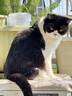 网易严选全价猫粮4.0 成幼猫三文鱼亮毛护肠胃深海鱼虾味10kg【宠物金选】 实拍图