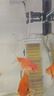 松宝鱼缸过滤器三合一潜水增氧泵水族箱内置过滤净水氧气泵循环抽水泵 WP-2300A 10瓦+2块替换棉 实拍图