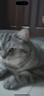 皇家猫粮 美短成猫粮 ASA31 通用粮 12月以上 2KG 实拍图