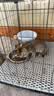 舒腾中华田园小猫咪活体田园猫宠物家养猫咪橘猫幼猫活体土猫狸花猫咪 田园级 随缘 母（幼猫两个月左右） 实拍图