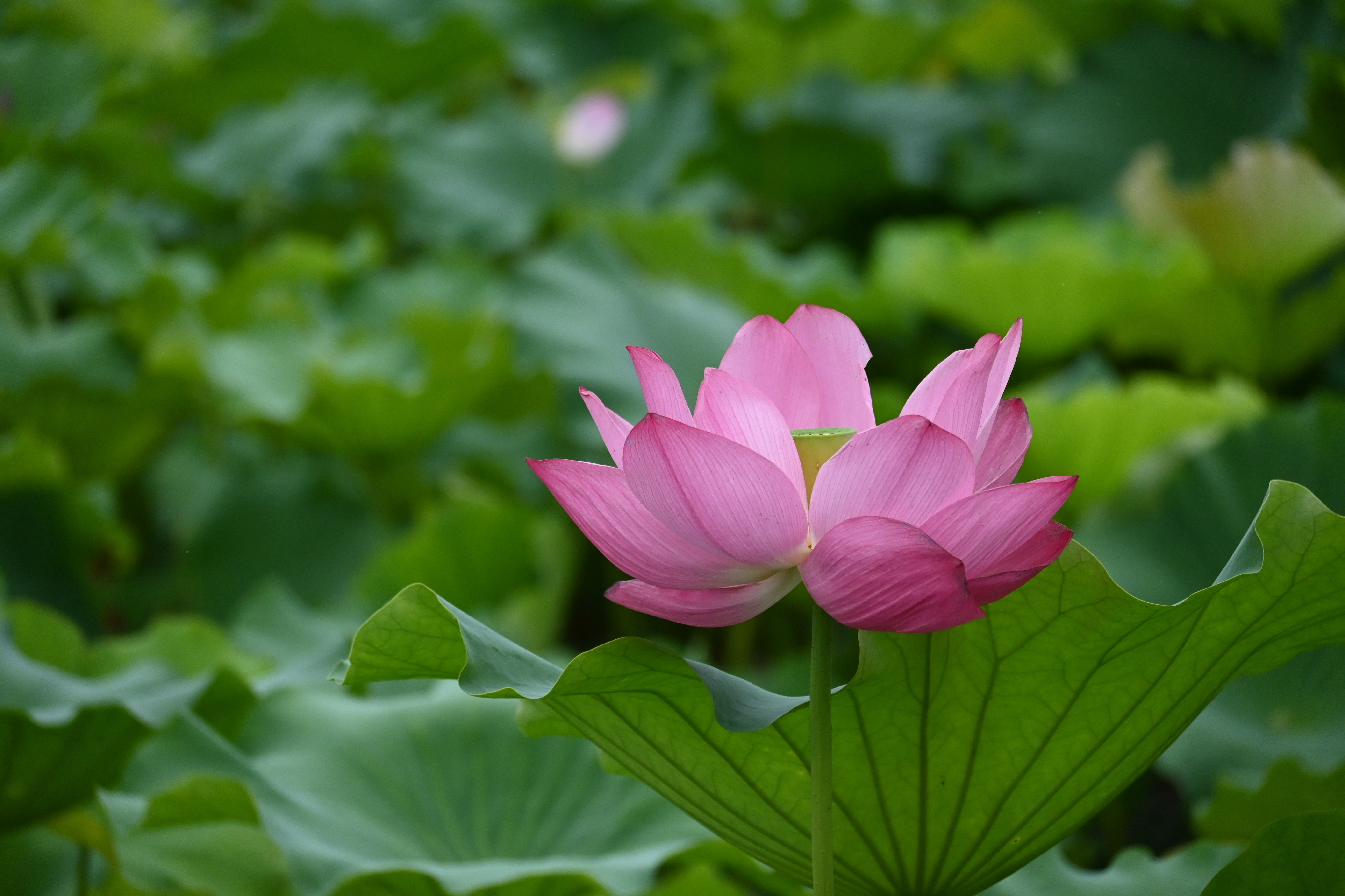 尼康（Nikon）Z30双镜头套装16-50mm+50-250mm 江苏广东上海吉林广西地址85折 微单套机 轻巧便携 自拍模式 实拍图