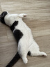 皇家猫粮 成猫猫粮 营养均衡 F32 通用粮 1-7岁 4.5KG 实拍图