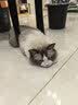 猫人蕾丝内衣女士大胸显小文胸聚拢防下垂收副乳无钢圈夏季薄款胸罩 实拍图