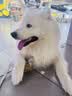Orijen渴望狗粮 成犬幼犬无谷天然鸡肉进口全价通用犬粮11.4kg效期26/12 实拍图