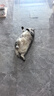 布兰德功能主食猫条结齿清洁口腔湿粮成幼猫全价营养牛肉32支装 实拍图